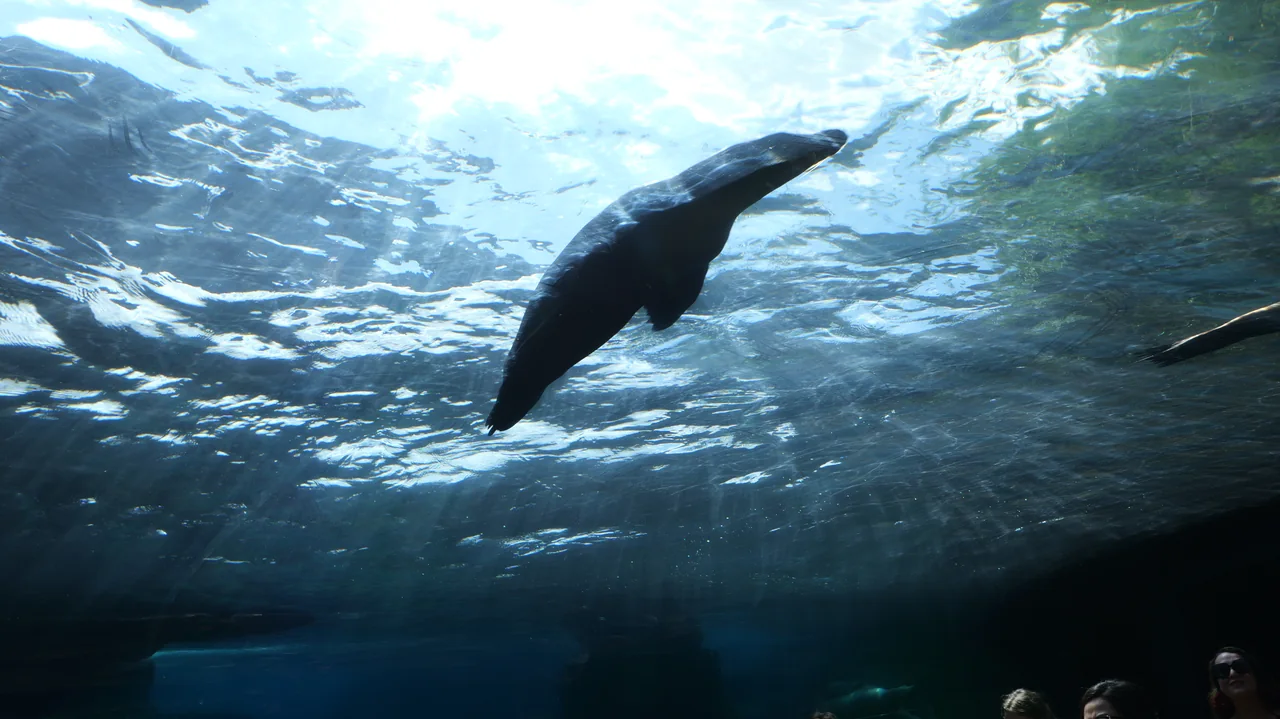 A marine animal swims beneath a rippled, sunlit surface.