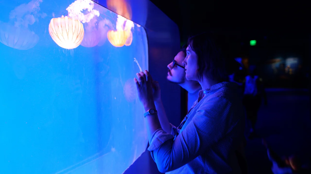 A visitor watches a blue-lit aquarium display.